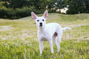 Dog white Xoloitzcuintli Mexican Hairless with big pink ears. Nature background. Counryside weekend. Walking in the park