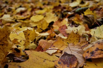 colorful background of fallen autumn colored leaves