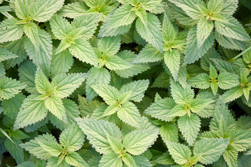 Urtica plants