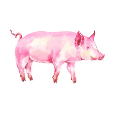 Pink pig farm animal watercolor illustration on white background