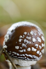 Brown agaric mushrooms