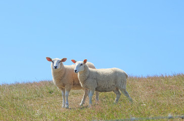 two sheep looking at viewer