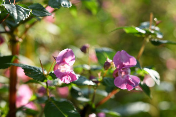 bee on flower