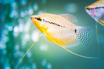 Pearl gourami Trichopodus leerii freshwater aquarium fish in fish tank