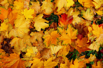 Naklejka na ściany i meble background of fallen autumn leaves in rainy weather