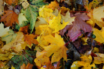 background of fallen autumn leaves in rainy weather