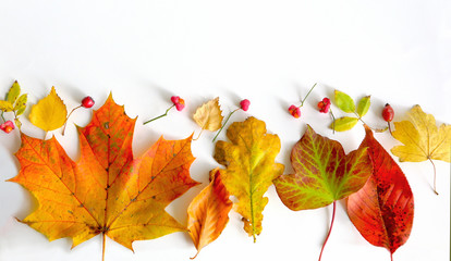 autumn leaves and berries against a white background