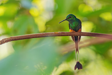 Fototapeta premium Booted Racquet-tail - Ocreatus underwoodii, beautiful long-tailed special hummingbird from Andean slopes of South America, Wild Sumaco, Ecuador.