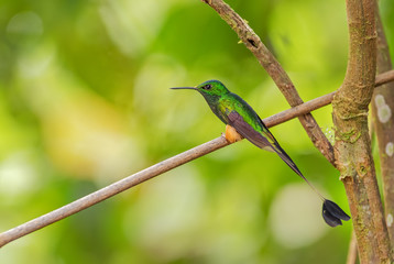 Booted Racquet-tail - Ocreatus underwoodii, beautiful long-tailed special hummingbird from Andean slopes of South America, Wild Sumaco, Ecuador.