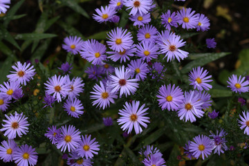 Cute purple autumn asters bloom in August and September