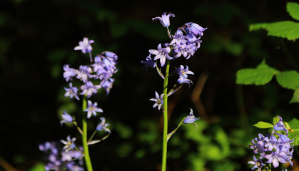 bluebells