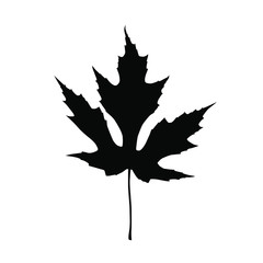 maple leaf on white background