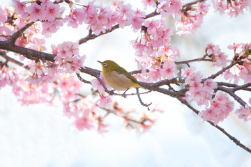 河津桜に可愛いメジロ