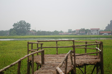 Fototapeta na wymiar ricefield