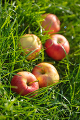 fruit apples on green grass