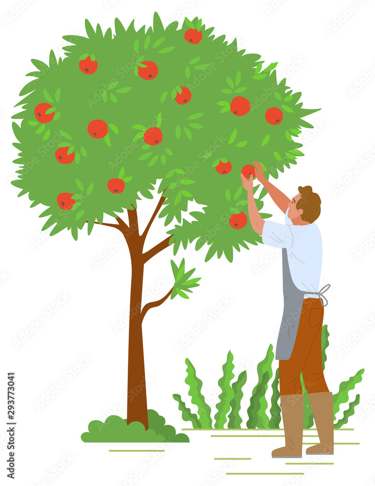 Poster agriculture gardener vector, isolated fruit tree with red apples. flat style character working with 
