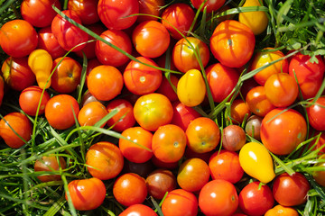 tomatoes on green grass close-up