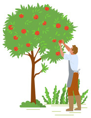 Agriculture gardener vector, isolated fruit tree with red apples. Flat style character working with plants in autumn, harvesting season reaching peak. Picking apples concept. Flat cartoon
