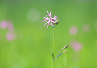 ragged robin flower in  a meadow