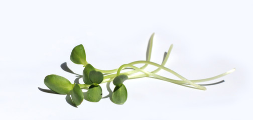 sunflower microgreen shoots against a white background