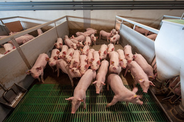 Pig farming