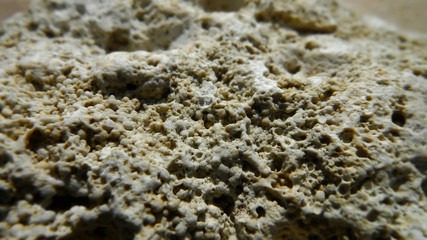 Texture of white coquina. Close-up view of a porous stone specimen. Natural grunge background