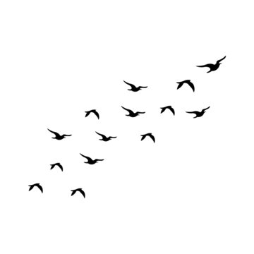 Flock of Birds silhouette isolated on white background