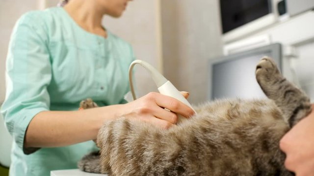 Veterinarian performing ultrasound scan on domestic cat's belly
