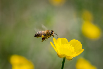 The bee flies past the yellow flowers in the garden