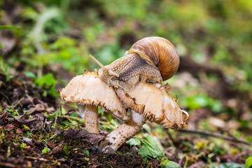Snail on mushroom posing in the garden