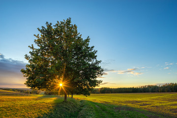 Field Landscape at Sunset, the Sun is shining through a Linden Tree 
