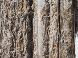 Wood covered with a thick salty crust at the shore of a deadly salt lake