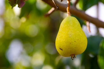 La pera es una fruta muy saludable y recomendable en dietas