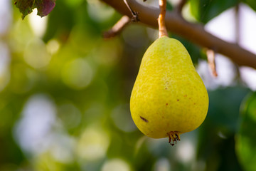 La pera es una fruta muy saludable y recomendable en dietas