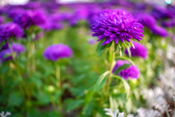 Obraz premium Close-up of soft fluffy purple chrysanthemum flowers in a flower bed