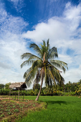 Fototapeta na wymiar Planting fields with palm trees near Avukana village, northern province, Sri Lanka