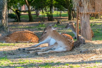 A beautiful young spotted deer lies on the ground at the zoo on a Sunny day
