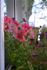 Beautiful pink flowers of petunia in small cozy garden on the balcony.