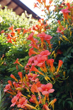 Wild bignonia (Campsis radicans) flowers (in the Umbrian countryside, Italy