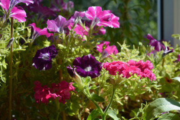 Colorful petunias grow on the balcony for adding bright colors to home garden.