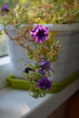 Petunia with purple flowers grows in plastic container in small garden on the balcony.