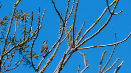 petit oiseau passereau