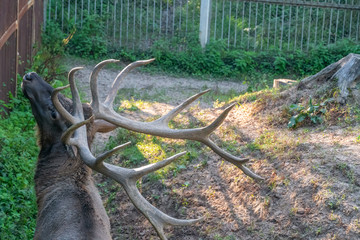 Close-up of the head and antlers of a deer. Portrait of a deer with beautiful big horns