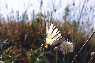 Butterfly iphiclides podalirius in umbrian countryside, Italy