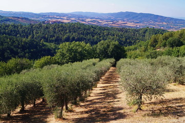 Fototapeta na wymiar View of the countryside around Giano dell'Umbria, Perugia, Umbria, Italy