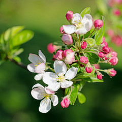 Apfelblüten in einer Nahaufnahme