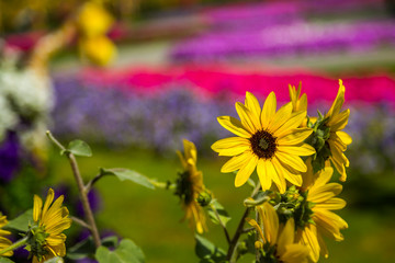 Yellow Marigold / Daisy flower in a garden. Shot with a shallow depth of field.