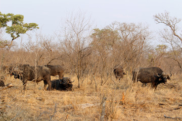 Fototapeta premium Amazing South African Safari - Hippos, monkeys, zebras, leopards, lions, painted wolves, elephants, giraffes, hyenas, wildlife - Nature at it's finest