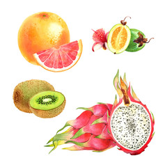 Isolated watercolor fruits set on white background: grapefruit, feijoa, kiwi, pitaya