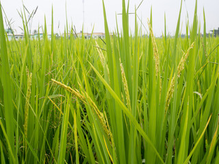 Lush green paddy rice in rice field. Spring and Summer Background